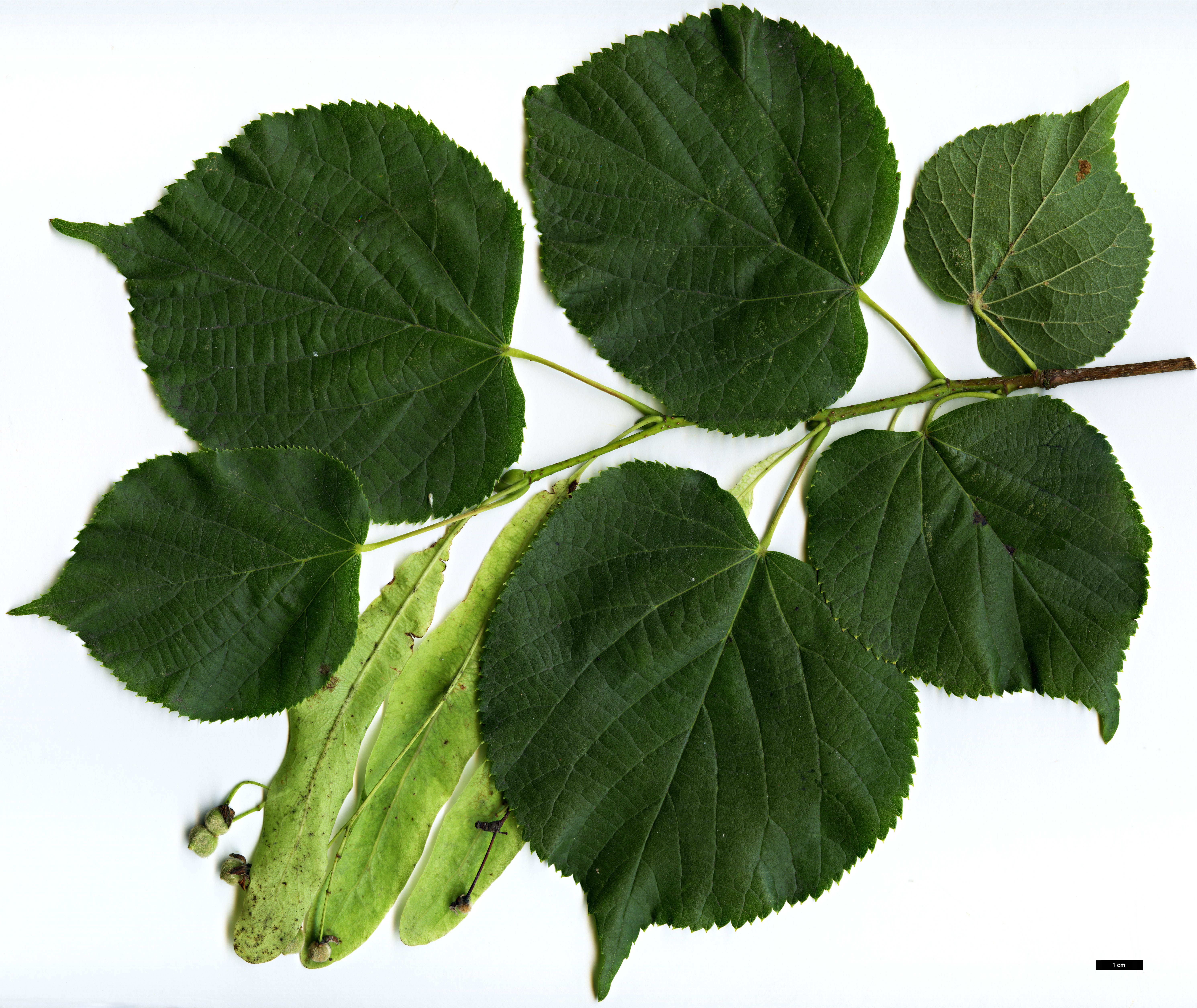 High resolution image: Family: Malvaceae - Genus: Tilia - Taxon: ×europaea - SpeciesSub: 'Pallida' (T.cordata × T.platyphyllos)